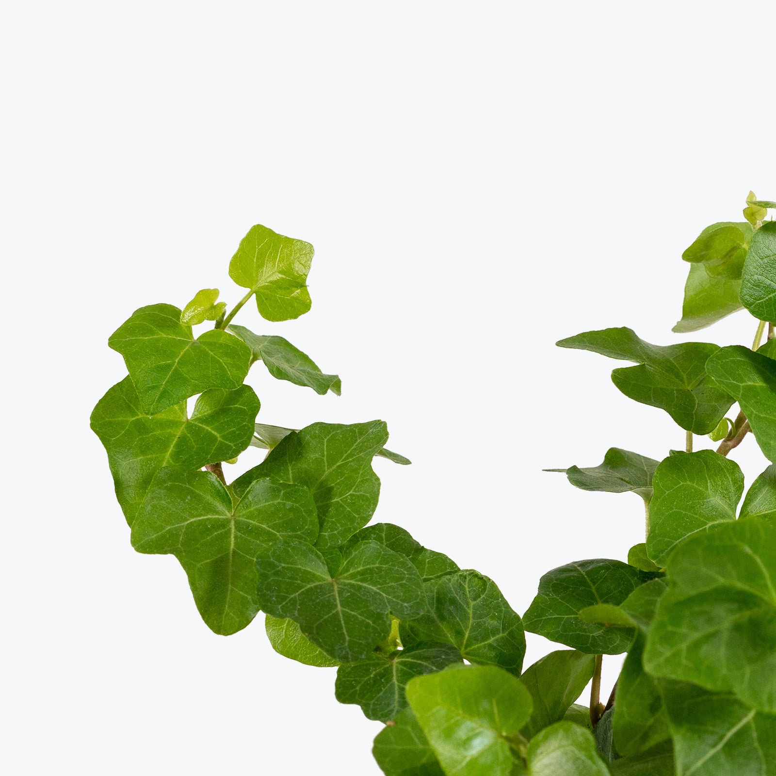 Variegated English Ivy - Buchanan's Native Plants