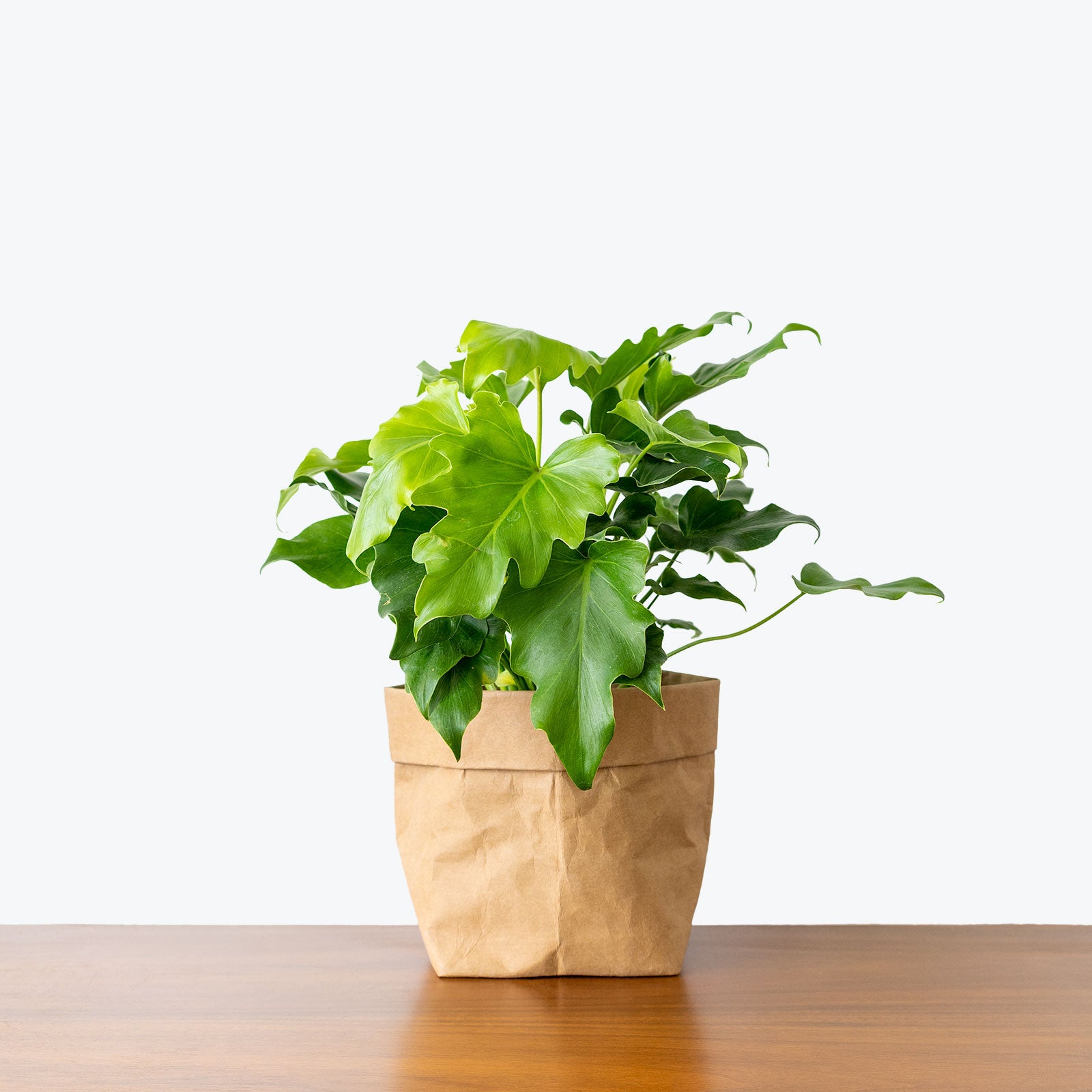 Philodendron Little Hope - House Plants Delivery Toronto - JOMO Studio