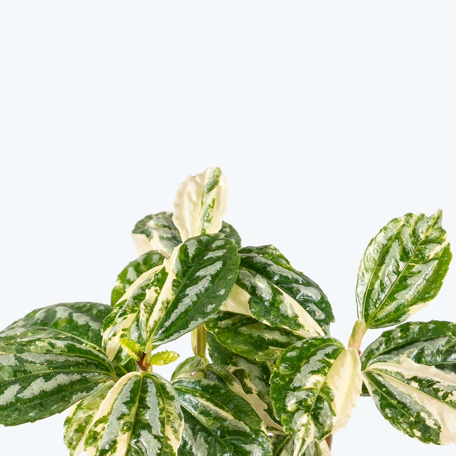 Mint Kolibri Ivy - Hedera Helix Mint Kolibri - House Plants