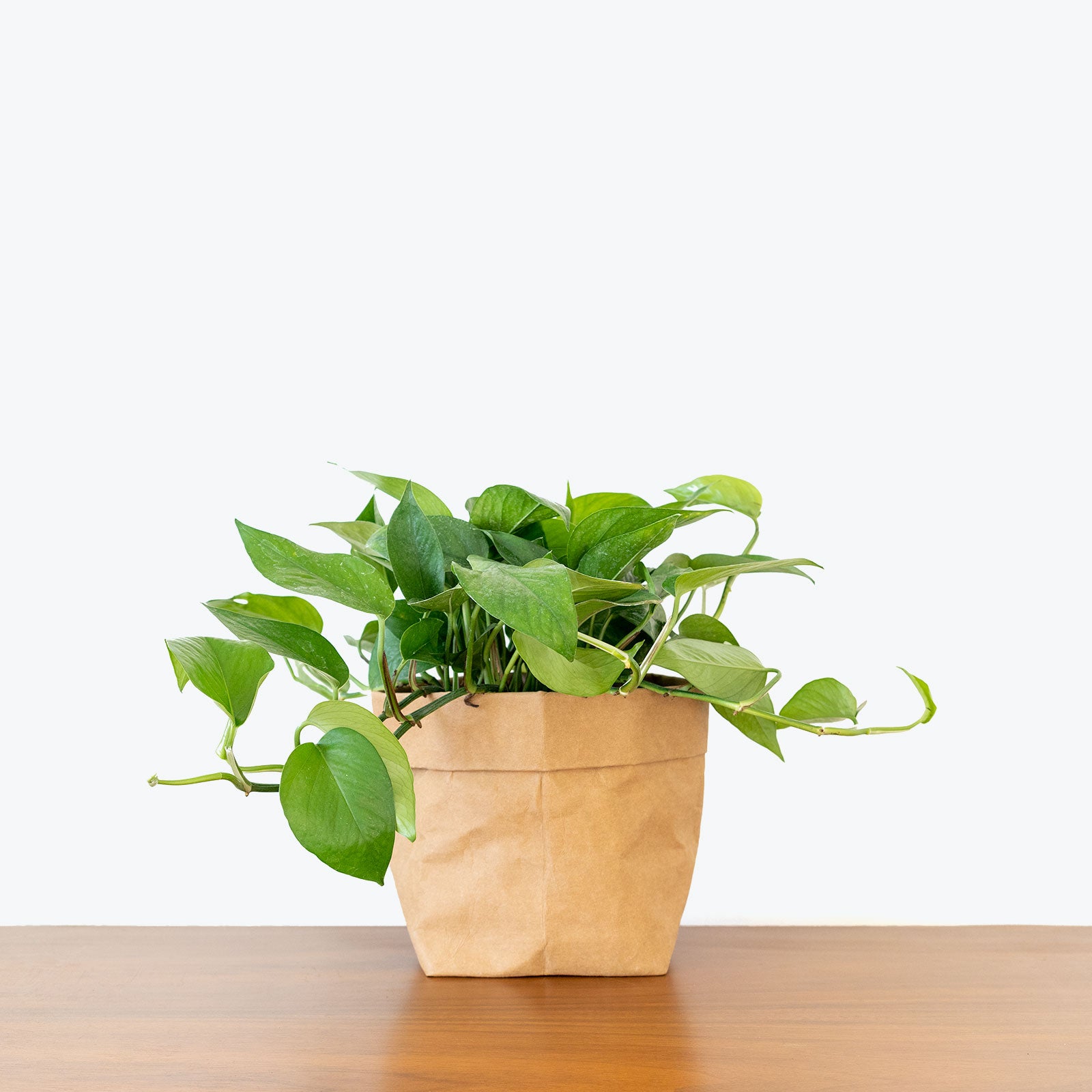 Reusable Plant Tape Garden Tie - House Plants Delivery Toronto - JOMO Studio