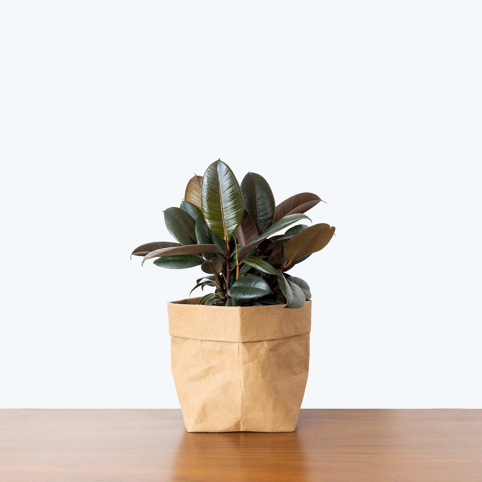 How to take care of your Rubber Plant - Ficus Elastica - JOMO Studio