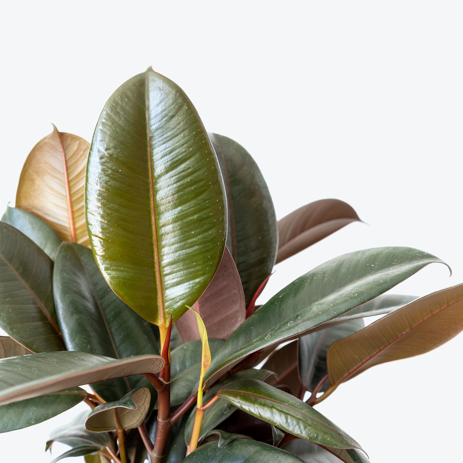 Buy Rubber Tree, Rubber Plant, Ficus elastica - Plant online from  Nurserylive at lowest price.