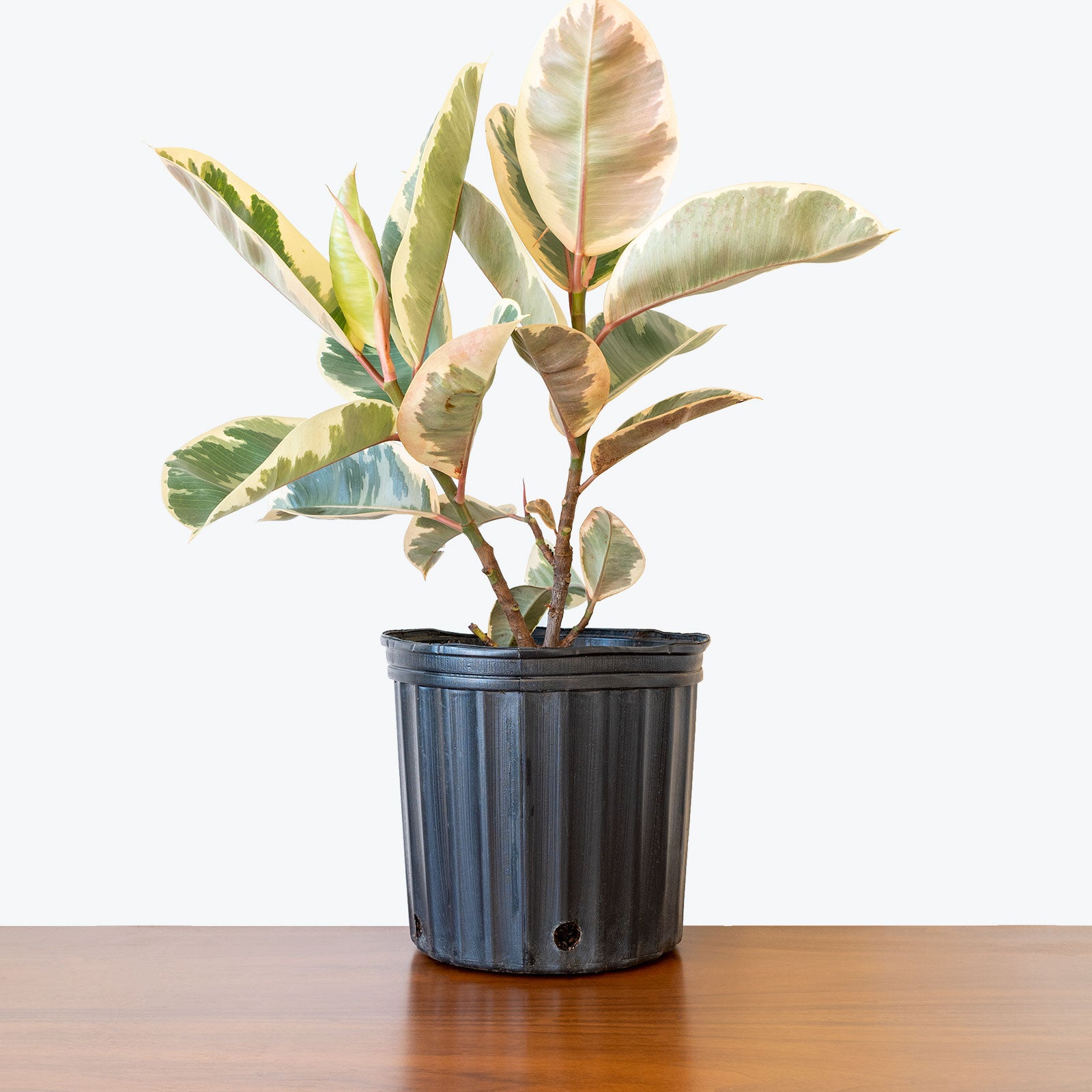 Rubber Plant Tineke House Plants Delivery Toronto JOMO