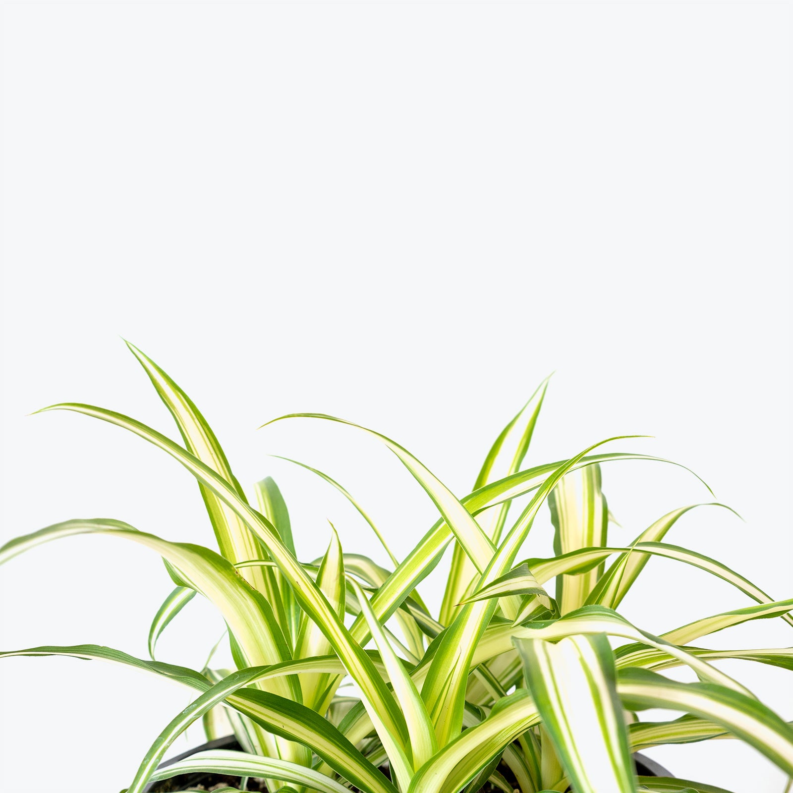 Curly Spider Plants, Chlorophytum comosum 'Bonnie' — The Tender Gardener