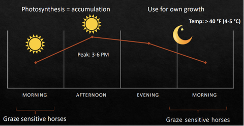 Figure 2 shows the fluctuations once again, but this time for night-time temperatures below 4-5 °C. It is best not to turn out horses which are sensitive to fructan during this period. A sand paddock is a better solution for these horses.