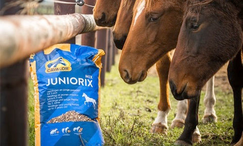 Jeunes chevaux avec un sac de juniorix