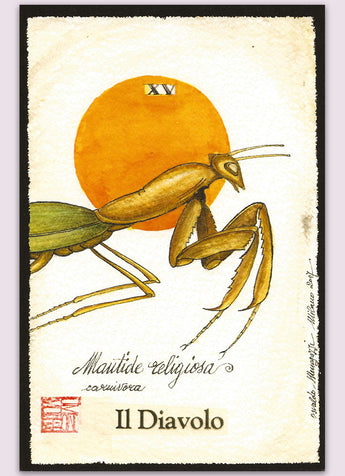 Insects Tarot by Osvaldo Menegazzi — TarotArts