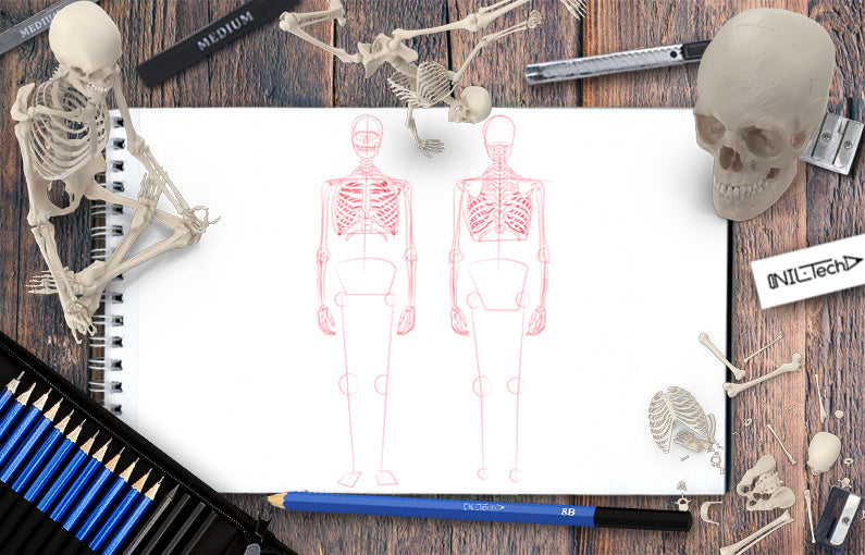 How to draw a Skeleton step by step