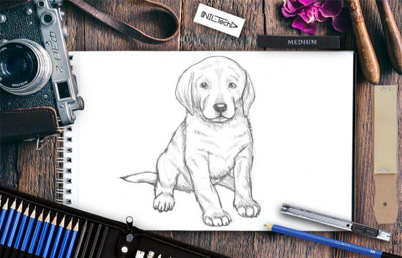 How To Draw A Labrador | Nil Tech - Shop.nil-Tech