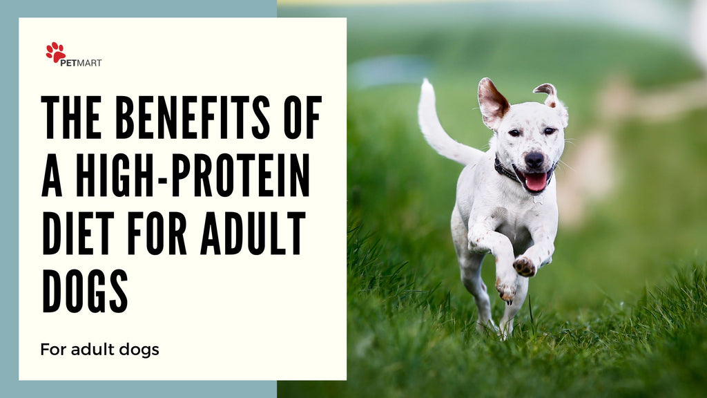 should puppies have a high protein diet