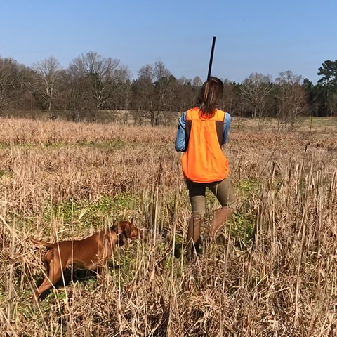 Quail Hunt. Mississippi. Vizsla.