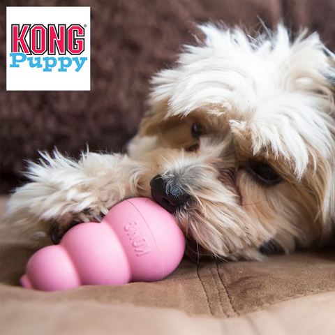 KONG Puppy dog toy satisfying a younger pup’s instinctual needs