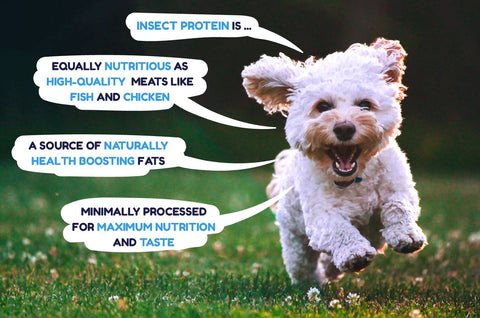 One With Everything insect protein banner featuring a dog and the benefits of insect protein for dogs.