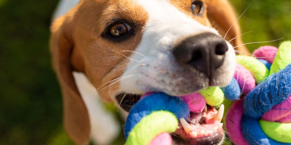 The Benefits of Playtime - Why Your Dog Needs Toys