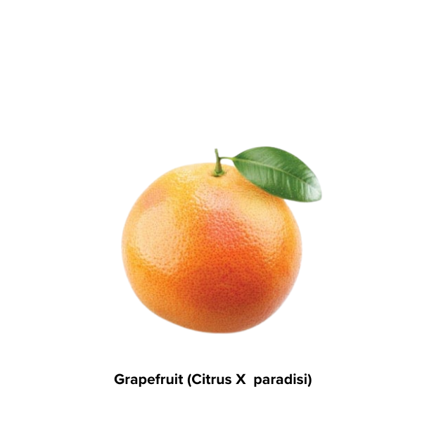 Grapefruit