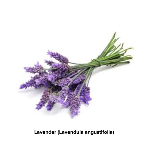 Lavender angustifolia Plant