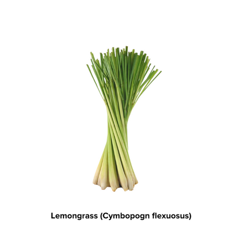 Lemongrass (Cymbopogn flexuosus)