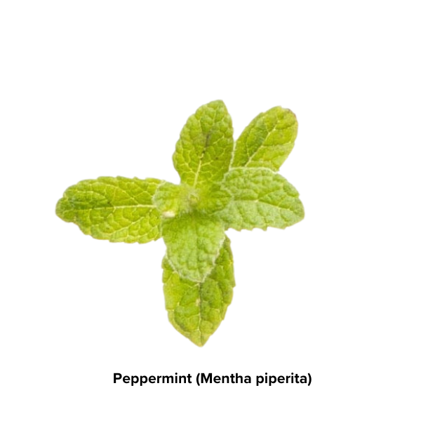 Peppermint