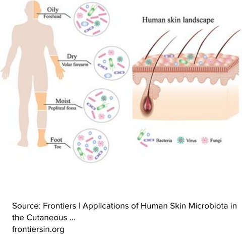 Cutibacterium acnes skin flora image