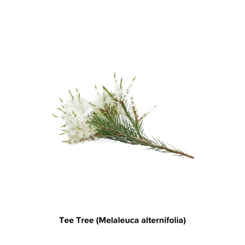 Tee Tree (Melaleuca alternifolia)