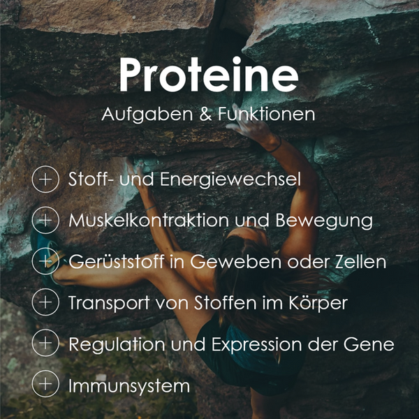 Proteine erfüllen viele Aufgaben und Funktionen