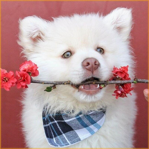 bandana-on-dog