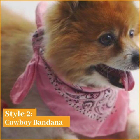 bandana dog style cow-boy