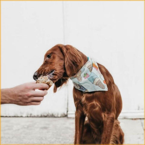 dog with a bandana collar royalbandana