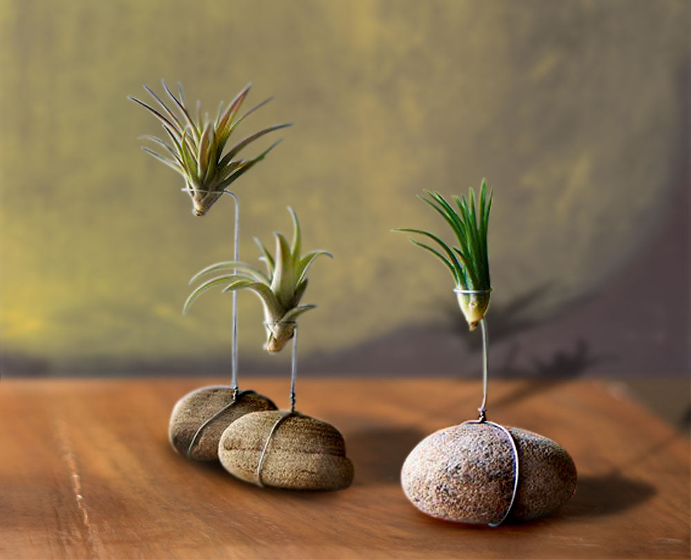 10 Gorgeous Ways to Display Air Plants in 10 minutes or less