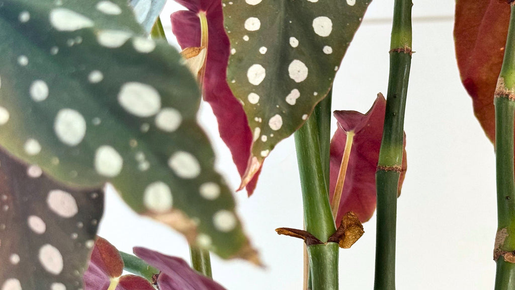 Begonia nodes