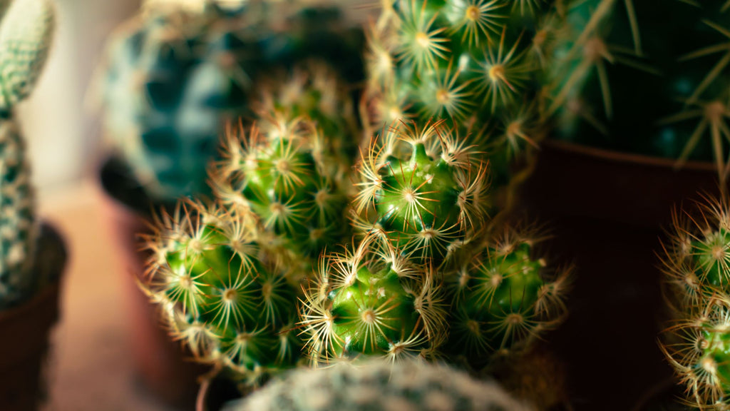 Nodes on a cactus