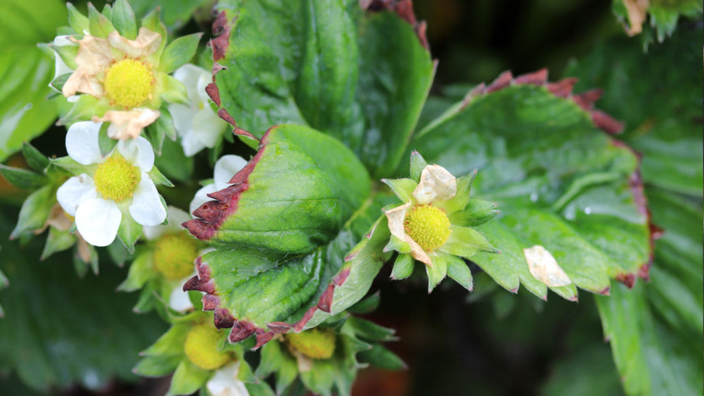 Calcium deficiency in a strawberry plant