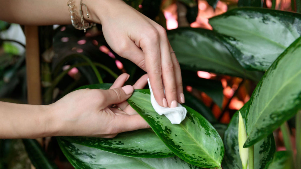 Cleaning off houseplant leaves