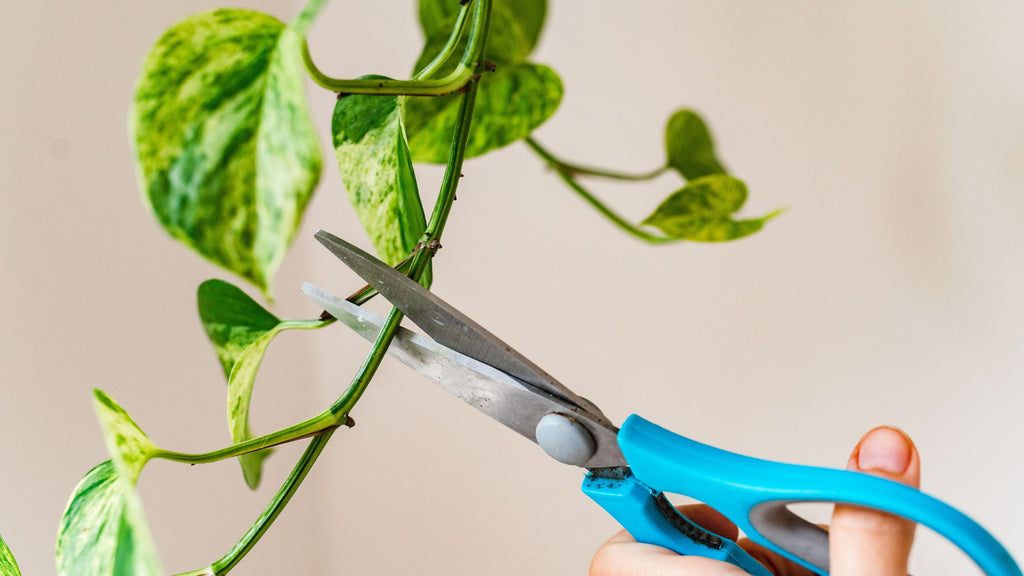 Cutting a vine for plant propagation