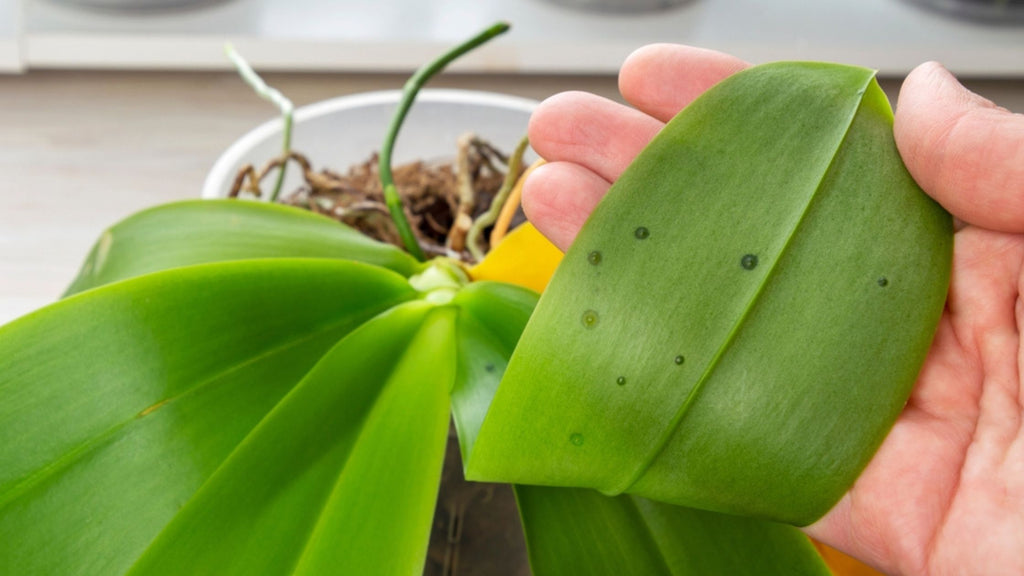 Edema spots on orchid plant due to overwatering