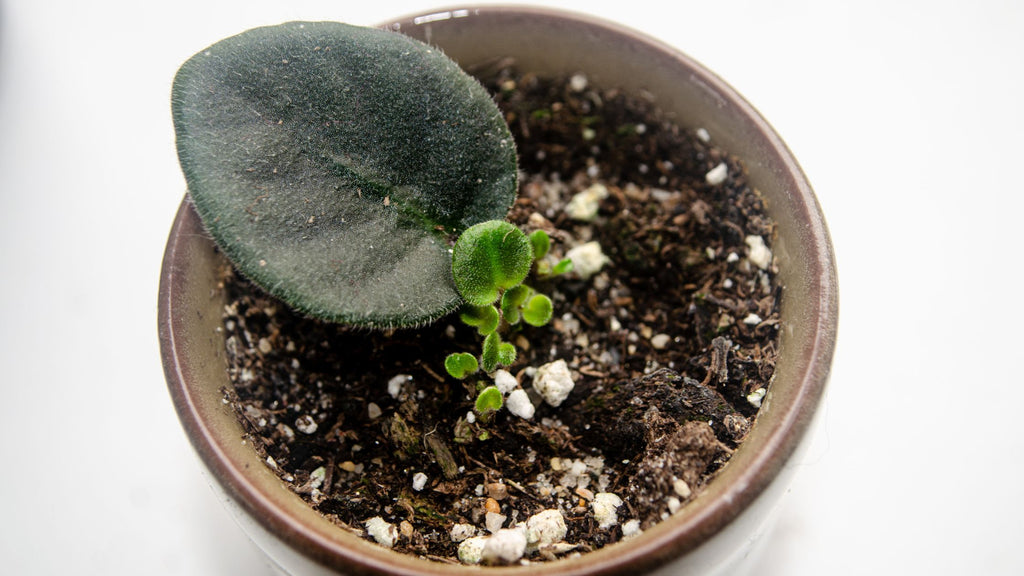 How to propagate an african violet from a single leaf