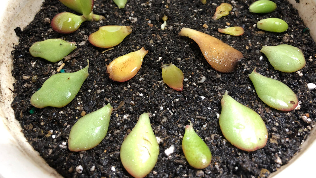 How to propagate a succulent from a single leaf