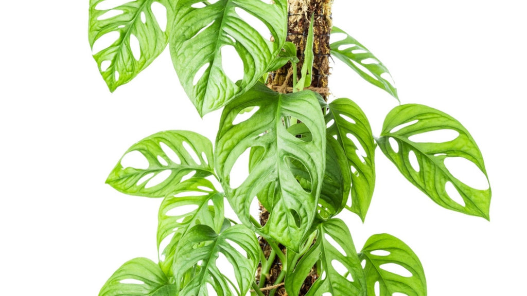 Monstera Adansonii on a moss pole