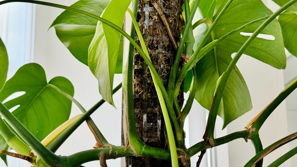 Monstera moss pole