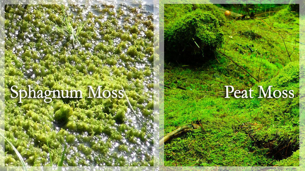 Peat Moss vs Sphagnum Moss - What's the difference? – Southside Plants
