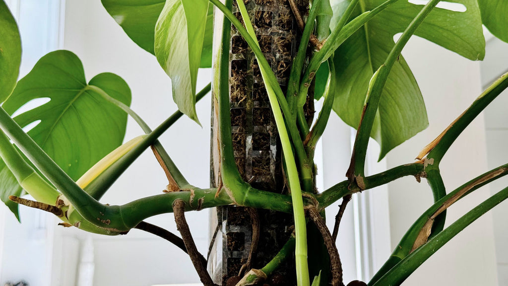 nodes on a monstera