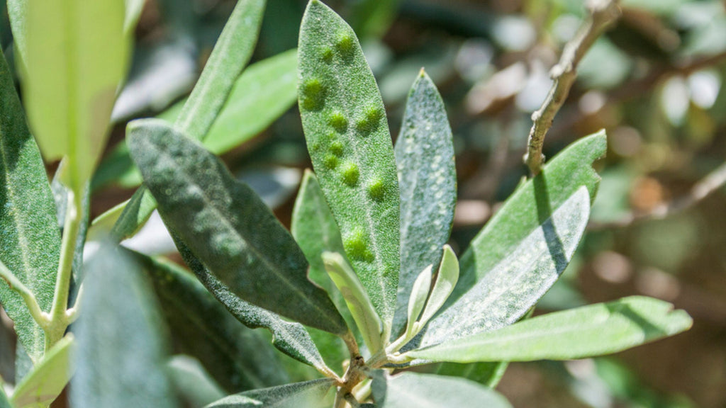 Olive trees infected by the bacteria called Xylella fastidiosa