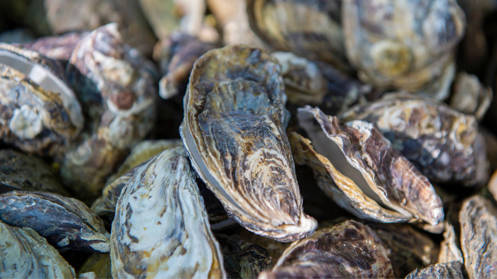 Oyster Shells