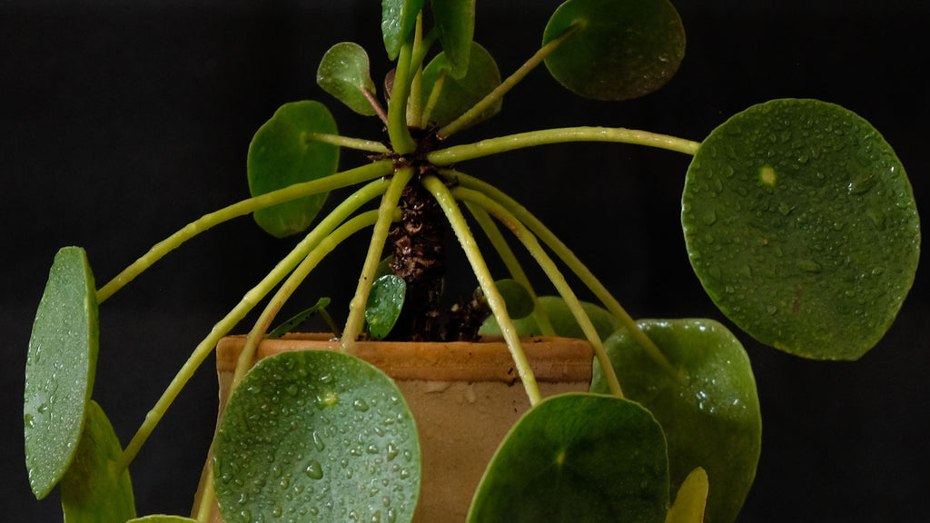 Peperomia nodes