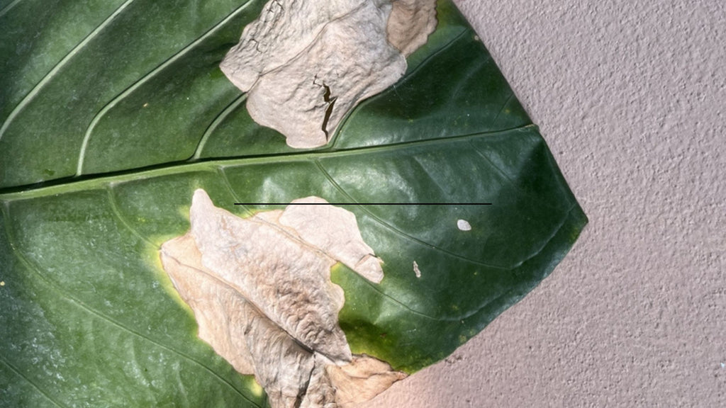 White spots on leaf from watering with water that is too cold