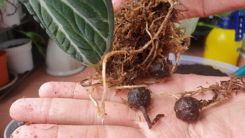 Propagating alocasias with corms