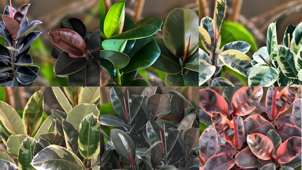 Types of rubber plant varieties