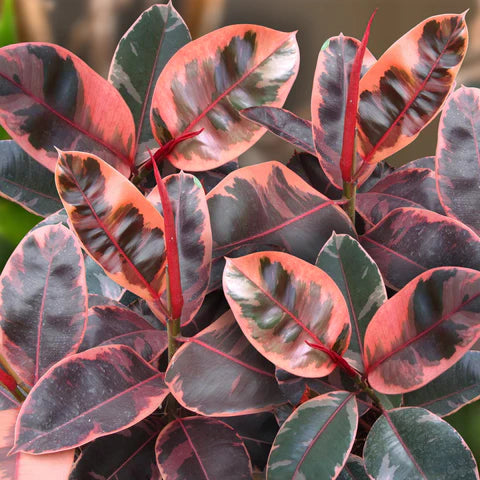 Ficus elastica Ruby