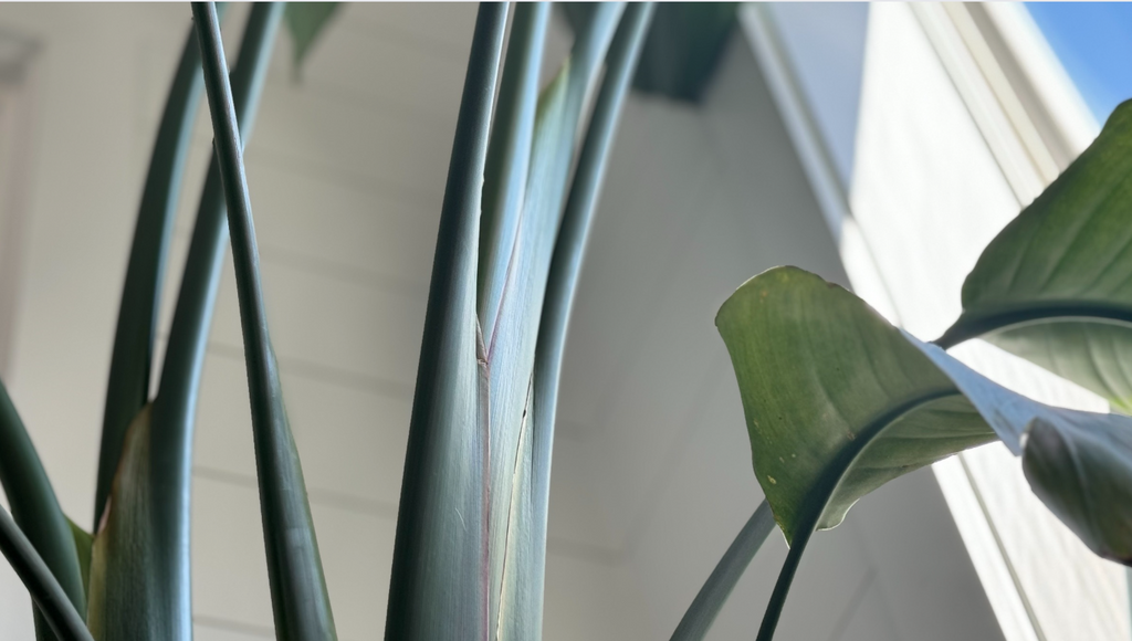 Stems of a bird of paradise