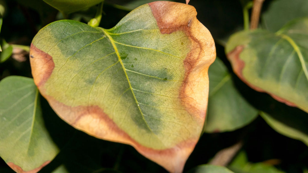 sun damage on leaves